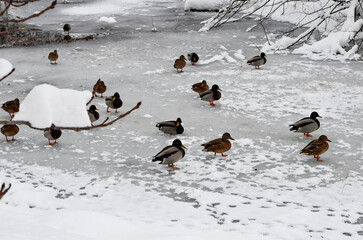 Fototapeta premium Ducks on the frozen river in winter park