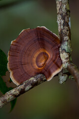 Mushrooms on the tree. Mushrooms in the rainy season. mushrooms after the rain in the forest moss on tree trunks.