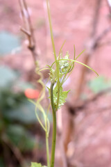 Close-up of top Sponge gourd vegetable on blurred background. Organic vegetables in the backyard garden.