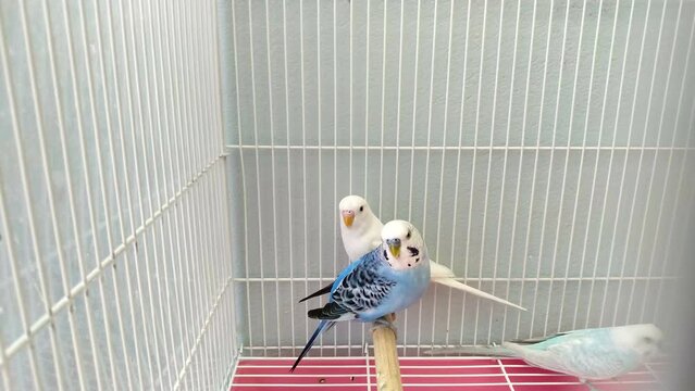 Group of lovely colorful forpus parrotlet bird with cute pastel feather holding on toy branch in indoor white cage. Small beautiful pet for domestic hobby.