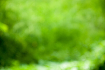 green grass background