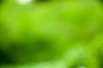 green apple background