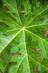 green papaya leaf texture