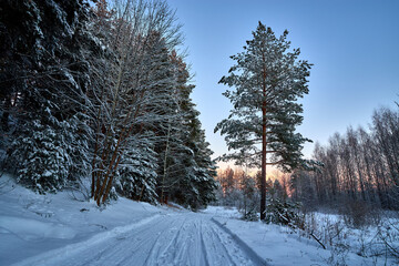 Winter landscape of frosted trees against a blue sky on a sunny morning. Frosty morning in winter snowy forest.
