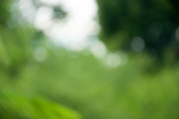 green bokeh background