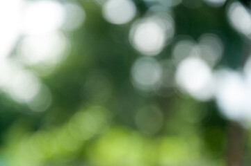 green bokeh background