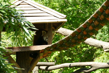 The red panda 
Ailurus fulgens
the lesser panda