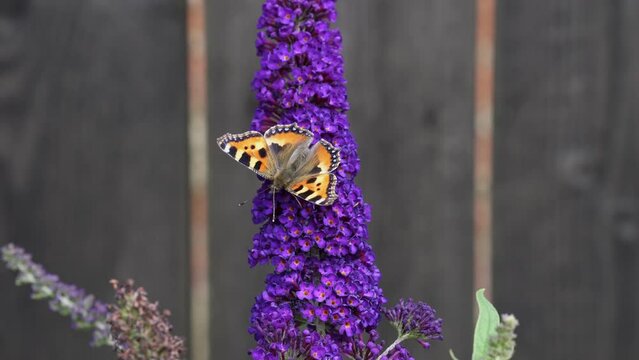 Orange Tortoiseshell butterfly (Aglais urticae) feeding on Buddleia flower also known as Butterfly bush.