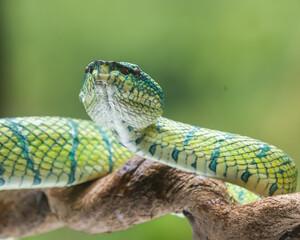 close up of a green snake