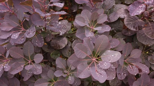 Closeup of a red colored plant called European Smoke Bush (Cotinus coggygria) with raindrops