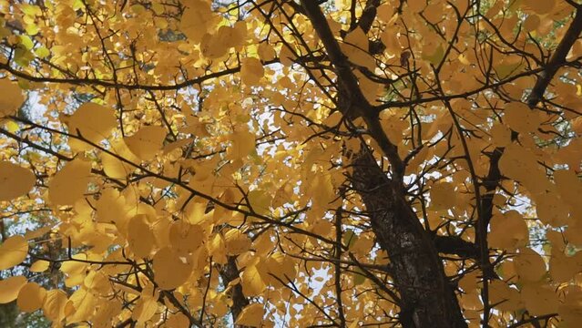 Golden autumn leaves and sun shining through yellow and orange fall foliage. Forest tree in a sunny day landscape. End of summer season. 