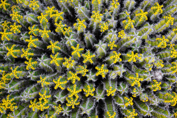 green cactus with yellow flowers