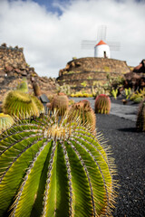 Round cactus in a garden with a windmill in the background