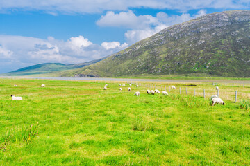 Fototapeta na wymiar Rural Isle of Harrislandscape with sheep in the field, Scotland, UK