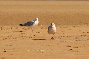 Larus, a seagull on a sandy beach