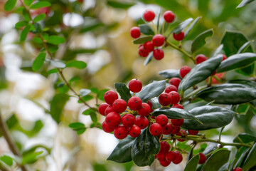 ヒイラギモチの実
