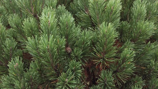 Pinus mugo, it is also known as creeping pine, dwarf mountain pine