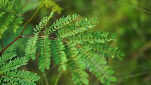 tamarind and leaf on the tree, leaves for the background, green background