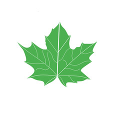 maple leaf isolated on white