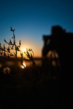 Vertical shot of a weed branch at sunset with the photographer in the background out of focus