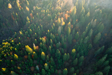 Fototapeta na wymiar Bright colorful autumn forest and meadow at dawn. Drone view