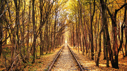 Autumn tunnel of love. City of Klevan, Ukraine