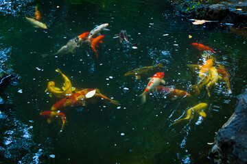 Many colorful carps swimming in a Japanese pond,koi fish.