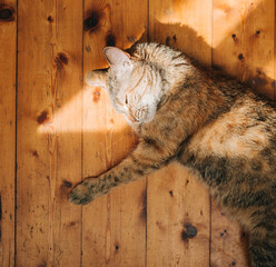 A red-haired cat rests on a wooden floor and washes his paw in the rays of the sun. A domestic cat...