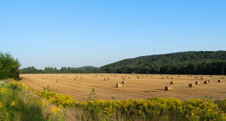 Fototapeta na wymiar Hay bales (hay balls, haycock or haystack) on a farm field. Straw bales on agriculture field. Rural farm land nature, Countryside landscape after harvest.