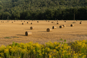 Hay bales (hay balls, haycock or haystack) on a farm field. Straw bales on agriculture field. Rural farm land nature, Countryside landscape after harvest.