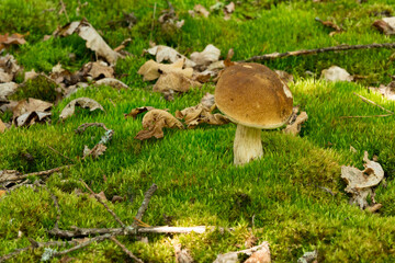 Mushrooms cut in the forest. Mushroom boletus edilus. Popular white mushrooms Boletus in the forest