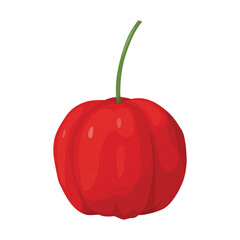 Red acerola berry. Barbados cherry. Illustration of exotic fruits.