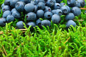Wild berries on a green vegetative background in wood.