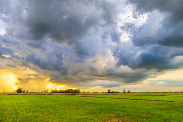 Fototapeta na wymiar Big rain clouds over the rice field at the sunset, rain falling at the horizon and cover the light of sunset