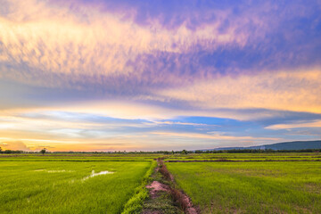 Fototapeta na wymiar Rice field and walkway before sunset, with the beautiful color of rain clouds in the rainy season, Thailand