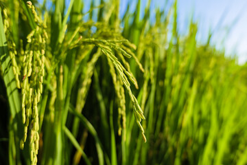 Paddy rice produce grain in sunlight before the sunset, closeup ear of rice in the field