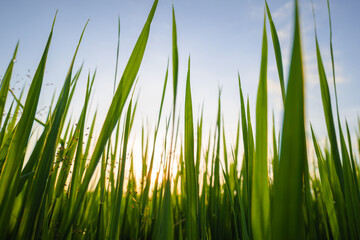 Closeup leaf of rice in the field against the light of sunset, rice field in cultivated season,...