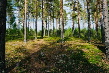 Wild forest, natural forest background, summertime 