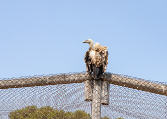 Griffon  Vulture - Gyps fulvus - resting in an enclosure in the Hai Bar nature reserve on Mount...