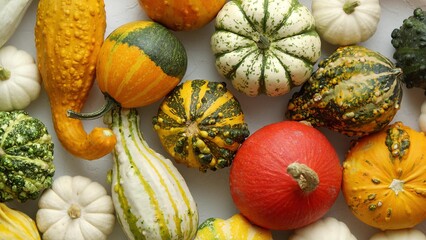 Colorful mini pumpkins on white background. Fall background. Halloween or Thanksgiving celebration
