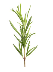 Aromatic rosemary sprig isolated on white. Fresh herb