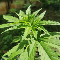 cannabis leaves