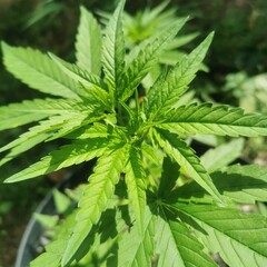 close up of hemp leaves