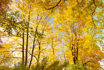 Beautiful view of the autumnal park in the morning.