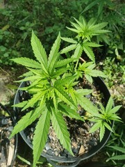 cannabis plant