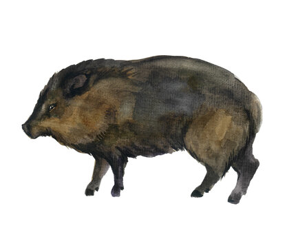 Watercolor pig. Animal art background beautiful big black. Boar breed of pig brown buffalo bull cute, dangerous. Design domestic drawing drawn farm. Farming funny hand drawn
