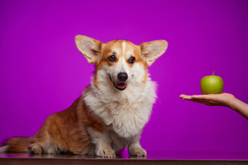 A corgi dog looks at a green apple. A human hand gives the dog an apple. Apples in a puppy's diet. World Vegetarian Day. World Animal Day. Only dog and hand in the picture.