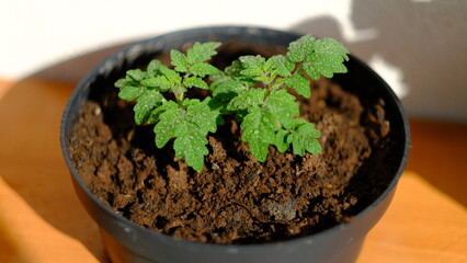 watering pot cherry tomato