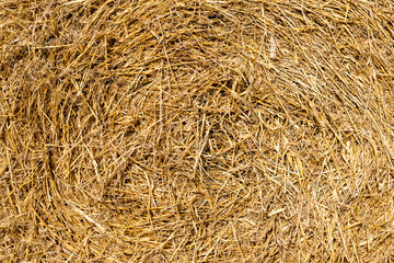 Dry straw texture background.Details close up shot of Wheat Haystack in farmer field