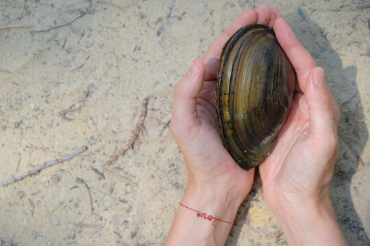Freshwater mussel shell (anodonta cygnea) in woman's hand. Red bracelet with the inscription love on a woman's wrist. Sand background. Women's intimate health concept. Copy space. 